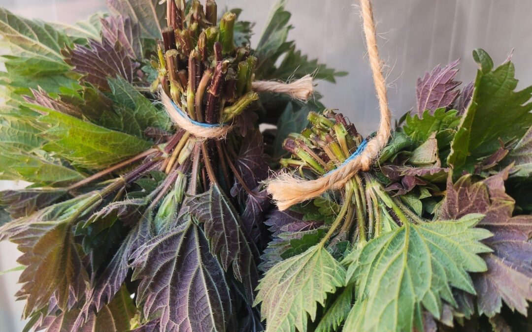 Fermentieren für Einsteiger*innen